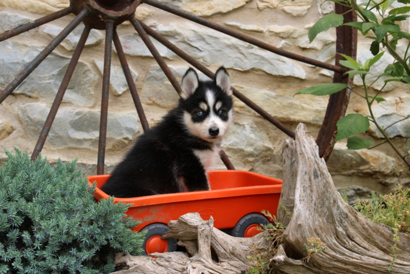 puppy, for, sale, Pomsky, Matthew B. Stoltzfus, dog, breeder, Gap, PA, dog-breeder, puppy-for-sale, forsale, nearby, find, puppyfind, locator, puppylocator, aca